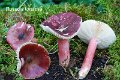 Russula torulosa-amf1676